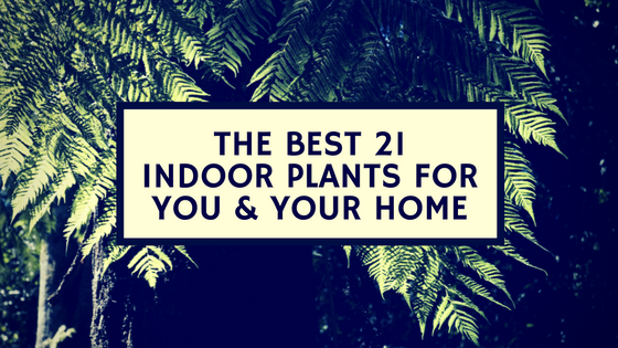 The 21 Best Indoor Plants For You and Your Home