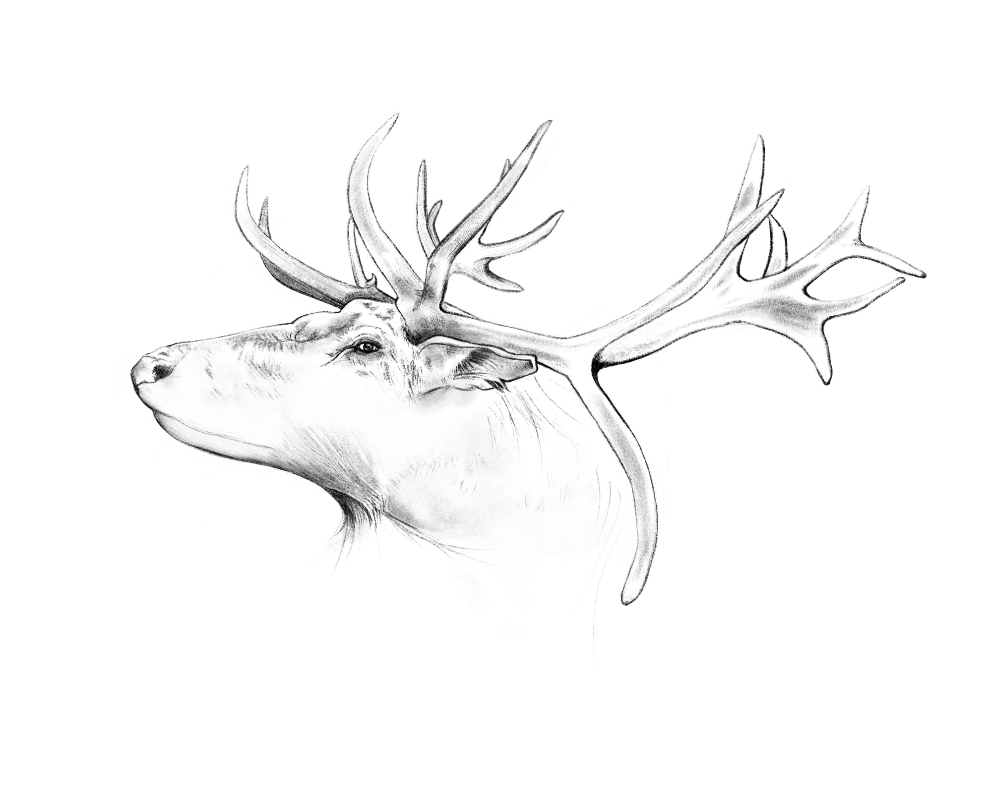 Antlers Art Print