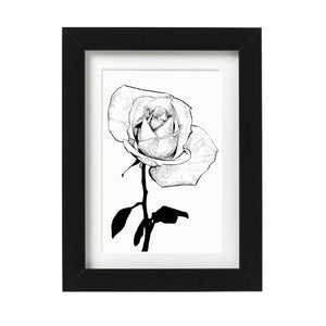 Black and White Single Rose Art Print