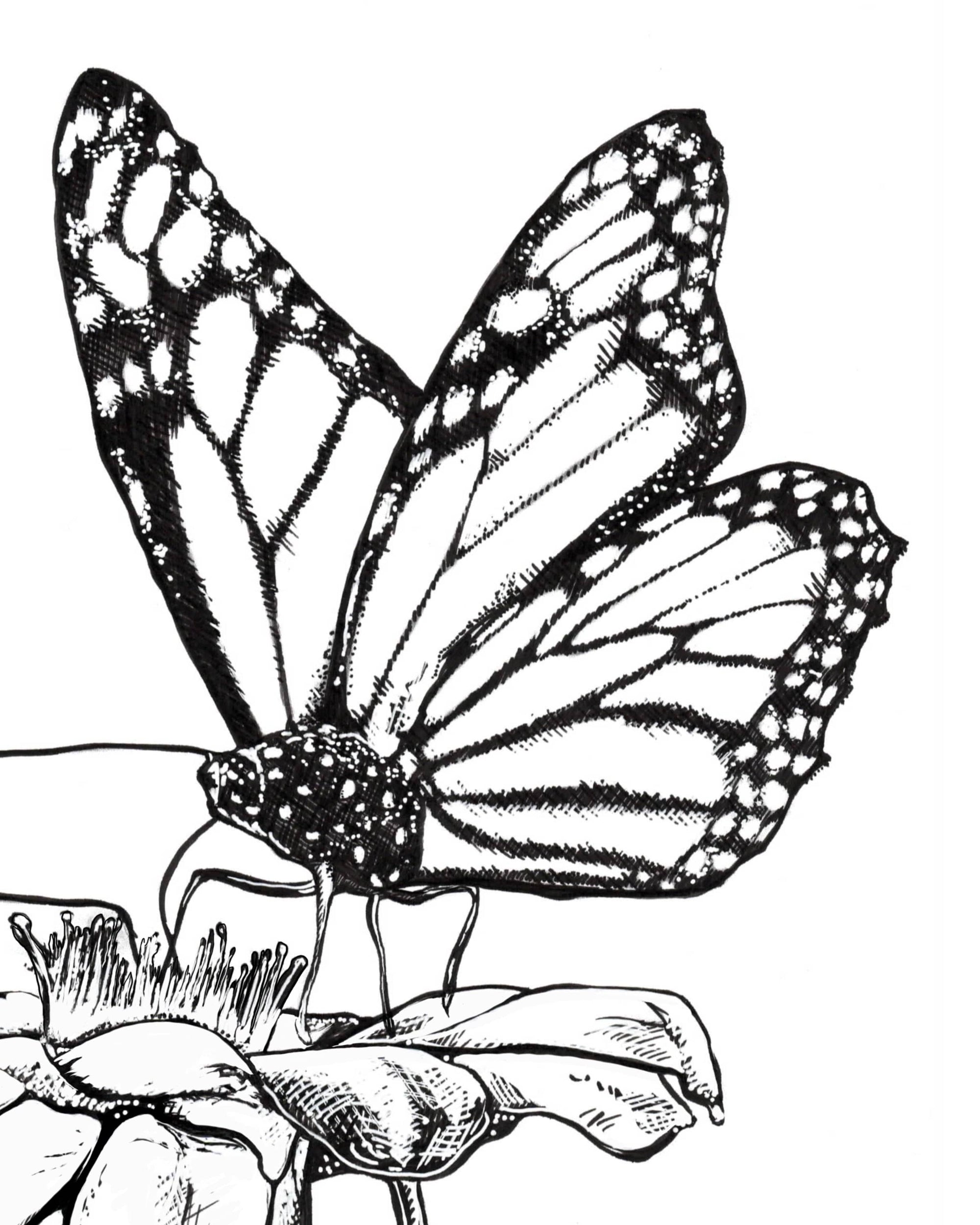 Butterfly on Flower Print