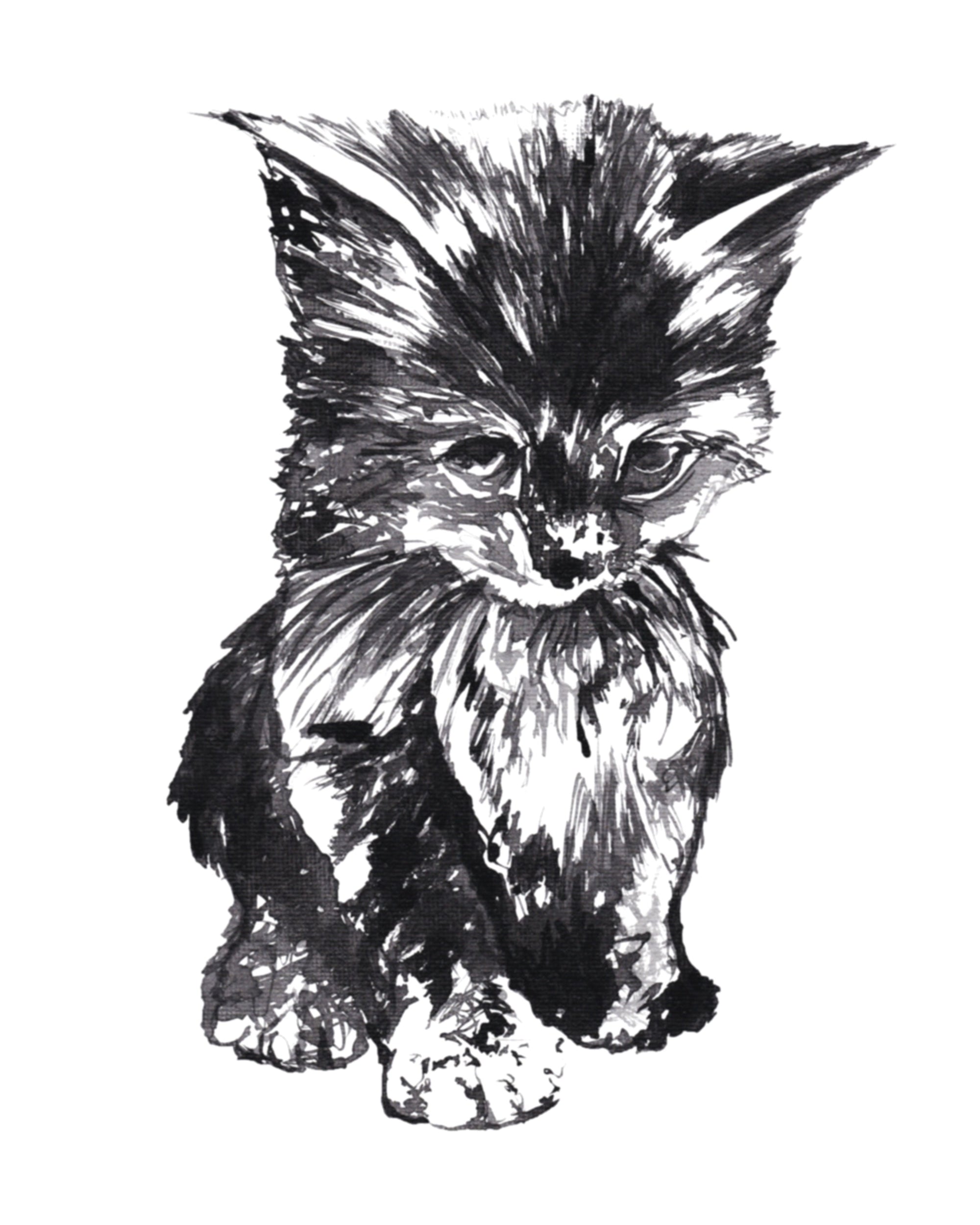 Kitten Art Print